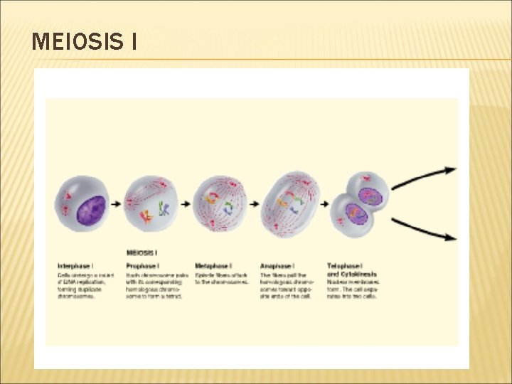 MEIOSIS I 
