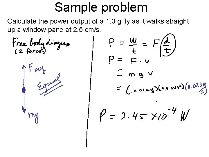 Sample problem Calculate the power output of a 1. 0 g fly as it