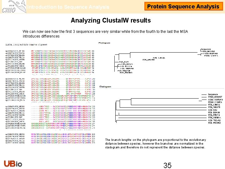 Introduction to Sequence Analysis Protein Sequence Analysis Analyzing Clustal. W results We can now