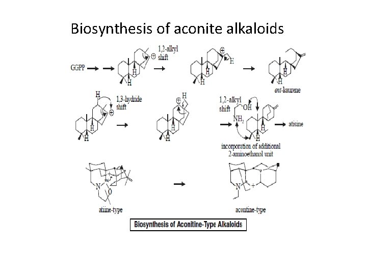 Biosynthesis of aconite alkaloids 