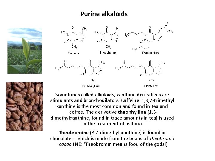 Purine alkaloids Sometimes called alkaloids, xanthine derivatives are stimulants and bronchodilators. Caffeine 1, 3,