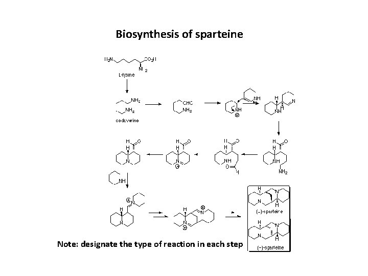 Biosynthesis of sparteine Note: designate the type of reaction in each step 