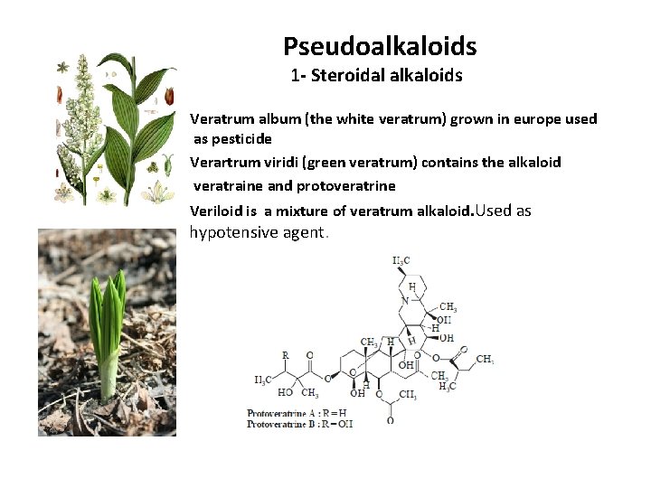 Pseudoalkaloids 1 - Steroidal alkaloids Veratrum album (the white veratrum) grown in europe used