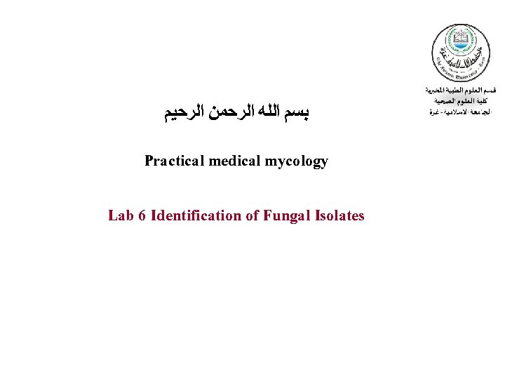  ﺑﺴﻢ ﺍﻟﻠﻪ ﺍﻟﺮﺣﻤﻦ ﺍﻟﺮﺣﻴﻢ Practical medical mycology Lab 6 Identification of Fungal Isolates