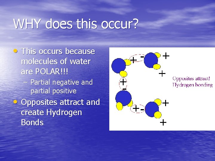 WHY does this occur? • This occurs because molecules of water are POLAR!!! –