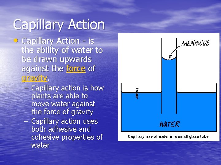 Capillary Action • Capillary Action - is the ability of water to be drawn