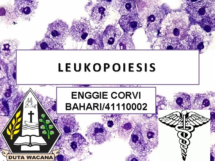 LEUKOPOIESIS ENGGIE CORVI BAHARI/41110002 