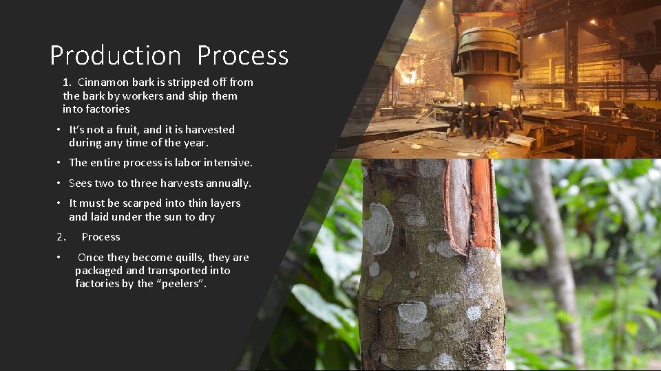 Production Process 1. Cinnamon bark is stripped off from the bark by workers and