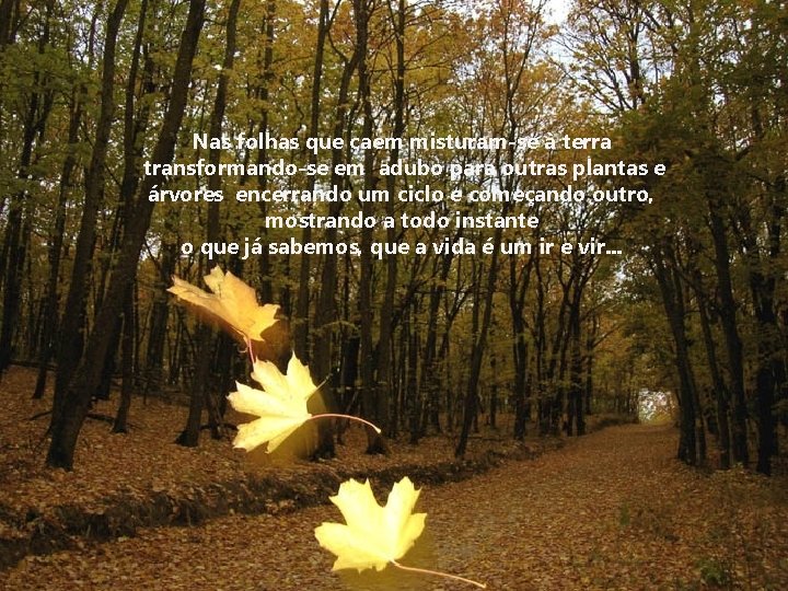 Nas folhas que caem misturam-se à terra transformando-se em adubo para outras plantas e