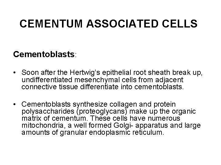 CEMENTUM ASSOCIATED CELLS Cementoblasts: • Soon after the Hertwig’s epithelial root sheath break up,