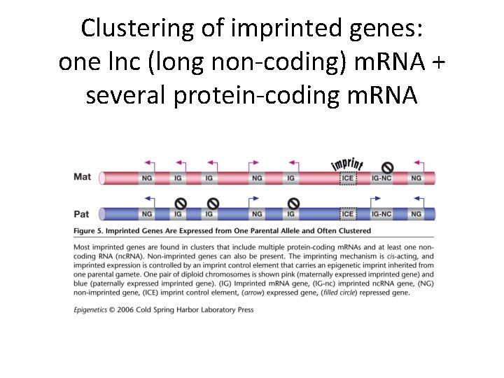 Clustering of imprinted genes: one lnc (long non-coding) m. RNA + several protein-coding m.