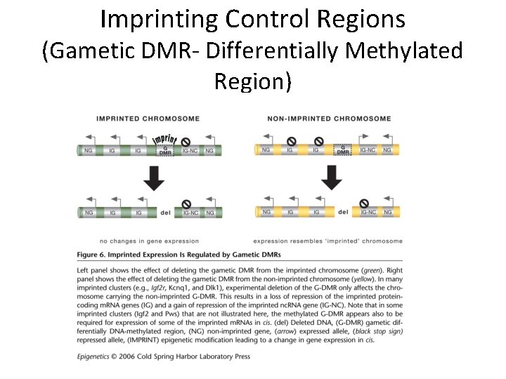 Imprinting Control Regions (Gametic DMR- Differentially Methylated Region) 