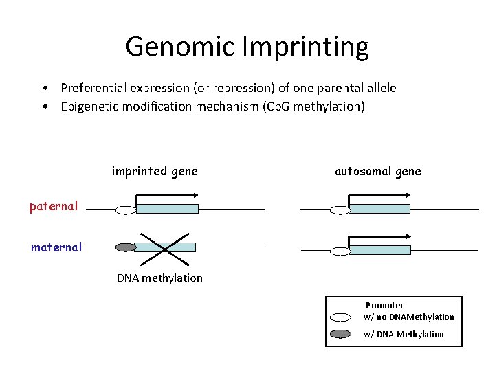 Genomic Imprinting • Preferential expression (or repression) of one parental allele • Epigenetic modification