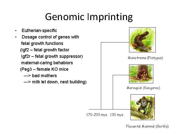 Genomic Imprinting • • Eutherian-specific Dosage control of genes with fetal growth functions (Igf