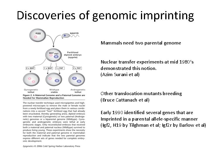 Discoveries of genomic imprinting Mammals need two parental genome Nuclear transfer experiments at mid