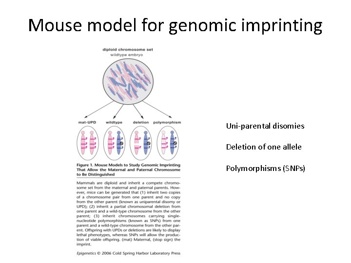 Mouse model for genomic imprinting Uni-parental disomies Deletion of one allele Polymorphisms (SNPs) 