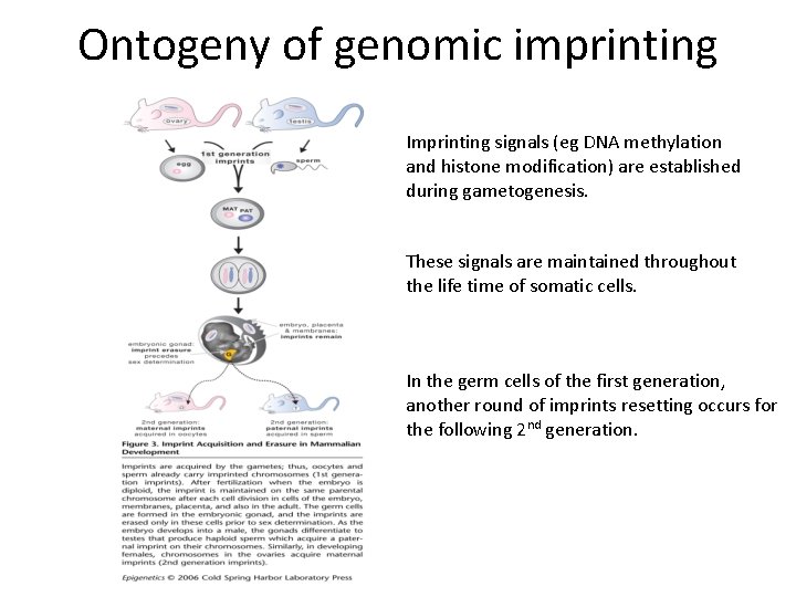 Ontogeny of genomic imprinting Imprinting signals (eg DNA methylation and histone modification) are established