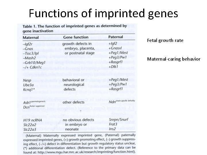Functions of imprinted genes Fetal growth rate Maternal-caring behavior 