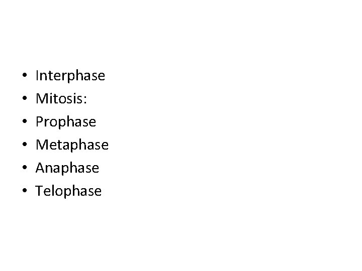  • • • Interphase Mitosis: Prophase Metaphase Anaphase Telophase 