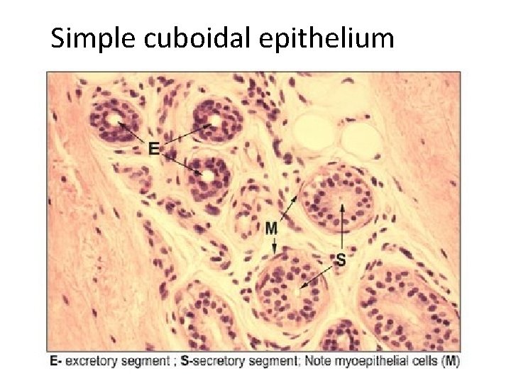 Simple cuboidal epithelium 