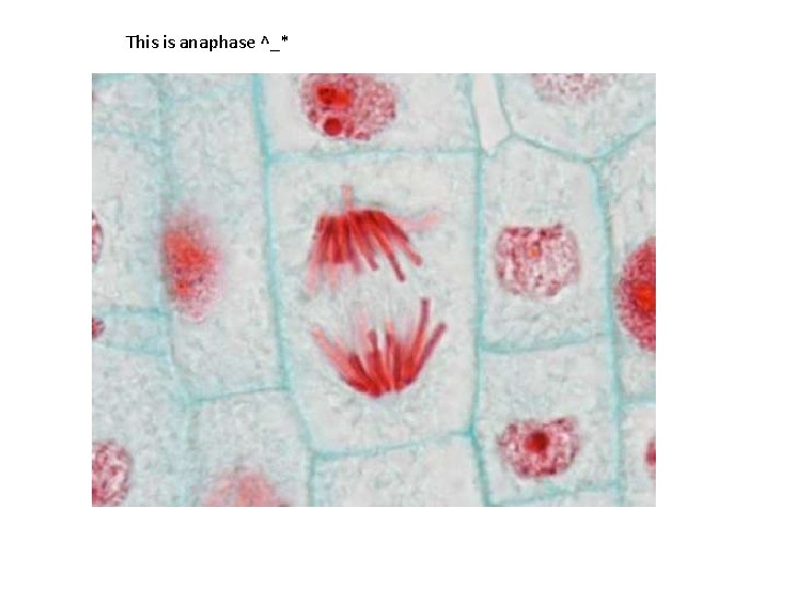 This is anaphase ^_* 