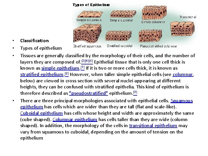  • • Classification Types of epithelium Tissues are generally classified by the morphology