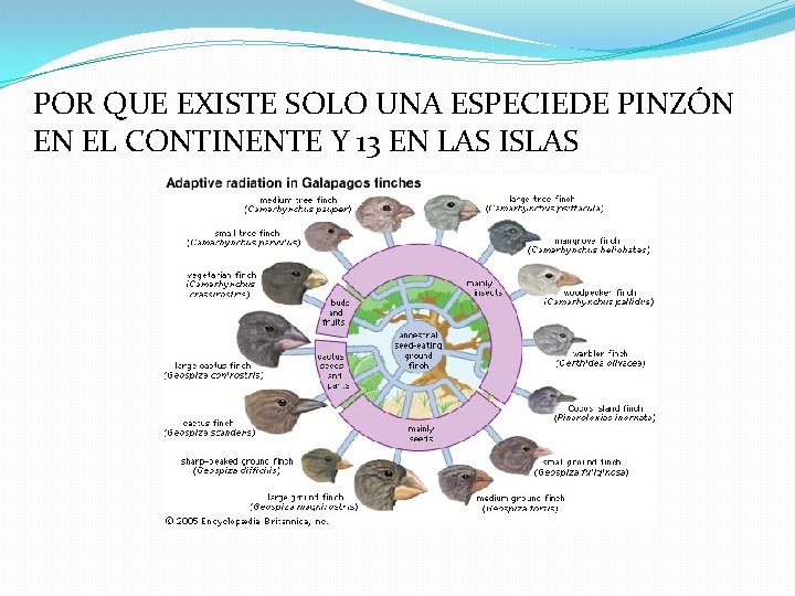 POR QUE EXISTE SOLO UNA ESPECIEDE PINZÓN EN EL CONTINENTE Y 13 EN LAS