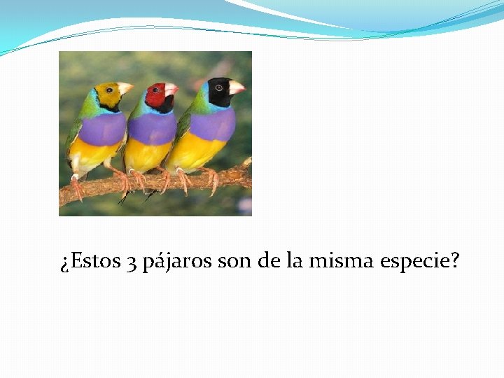 ¿Estos 3 pájaros son de la misma especie? 