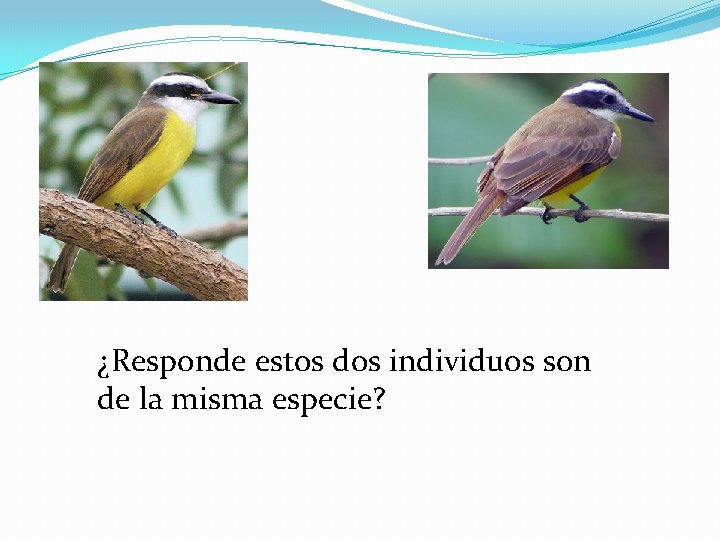 ¿Responde estos dos individuos son de la misma especie? 