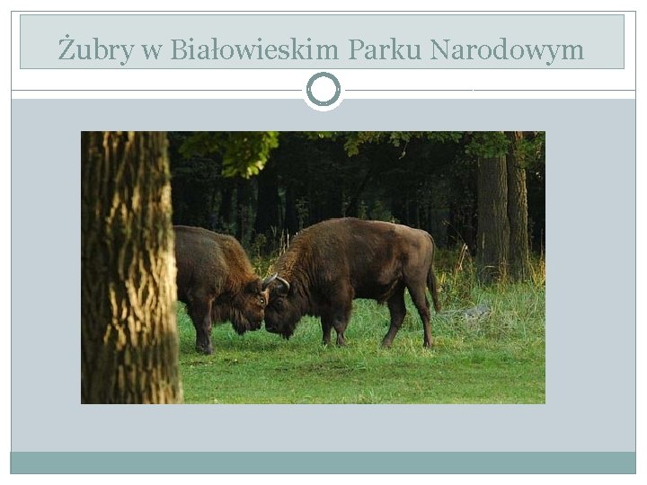 Żubry w Białowieskim Parku Narodowym 