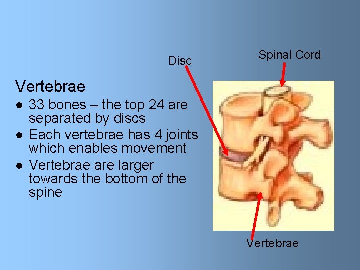 Disc Spinal Cord Vertebrae l l l 33 bones – the top 24 are