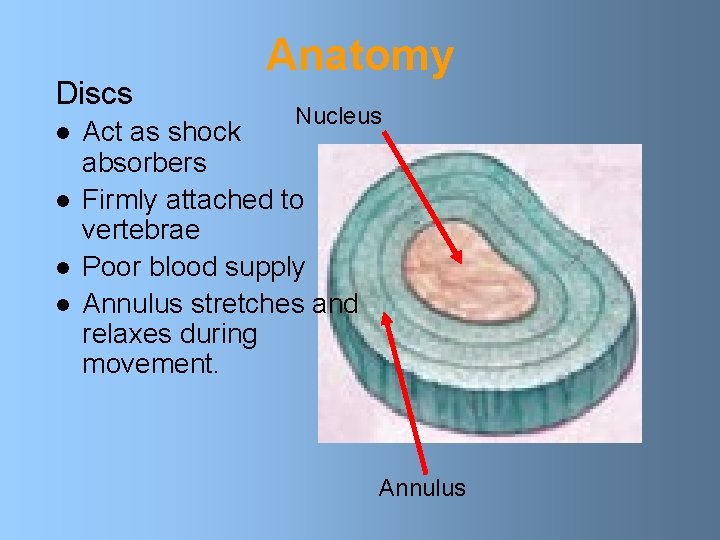 Discs l l Anatomy Nucleus Act as shock absorbers Firmly attached to vertebrae Poor