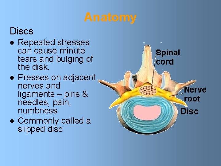 Anatomy Discs l l l Repeated stresses can cause minute tears and bulging of