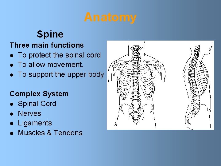 Anatomy Spine Three main functions l To protect the spinal cord l To allow