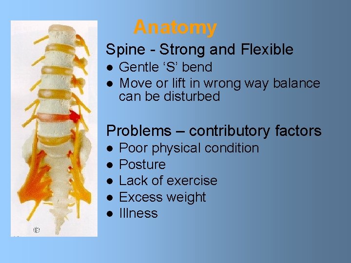 Anatomy Spine - Strong and Flexible l l Gentle ‘S’ bend Move or lift