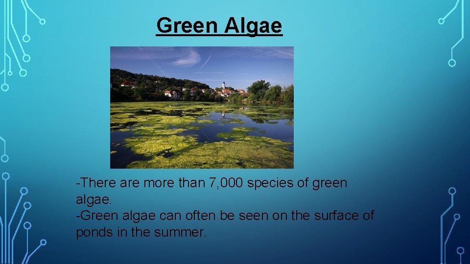 Green Algae -There are more than 7, 000 species of green algae. -Green algae