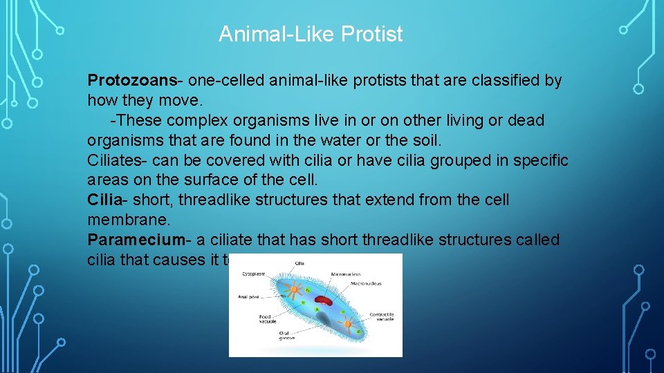 Animal-Like Protist Protozoans- one-celled animal-like protists that are classified by how they move. -These