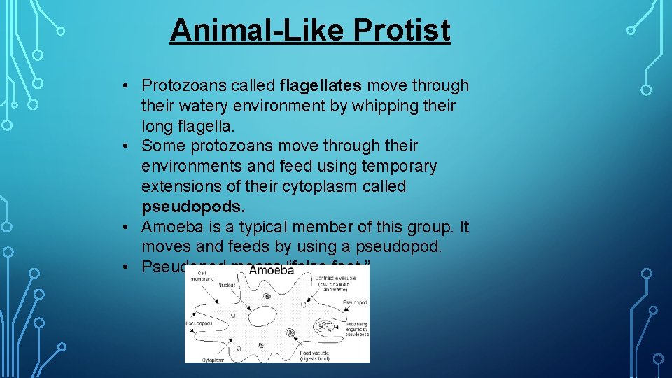 Animal-Like Protist • Protozoans called flagellates move through their watery environment by whipping their