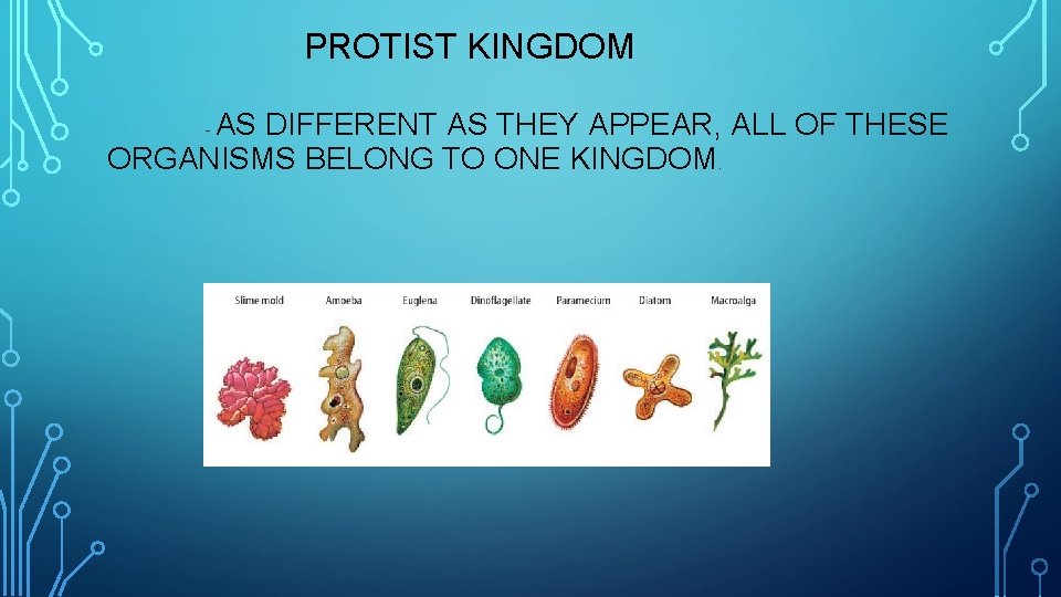 PROTIST KINGDOM AS DIFFERENT AS THEY APPEAR, ALL OF THESE ORGANISMS BELONG TO ONE