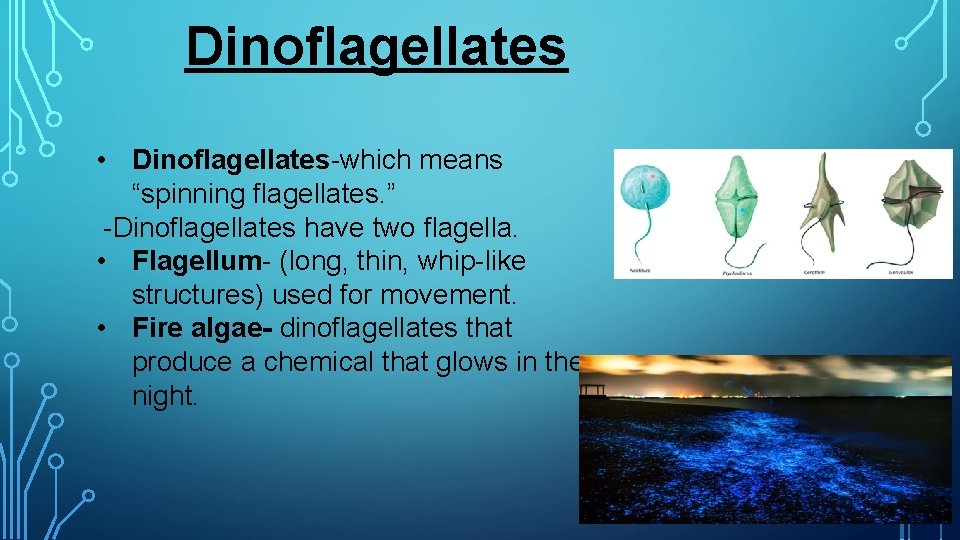 Dinoflagellates • Dinoflagellates-which means “spinning flagellates. ” -Dinoflagellates have two flagella. • Flagellum- (long,