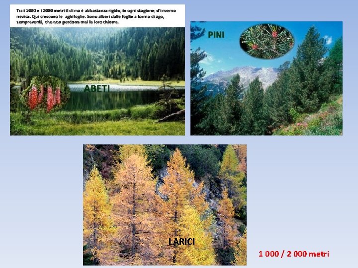 LARICI 1 000 / 2 000 metri 