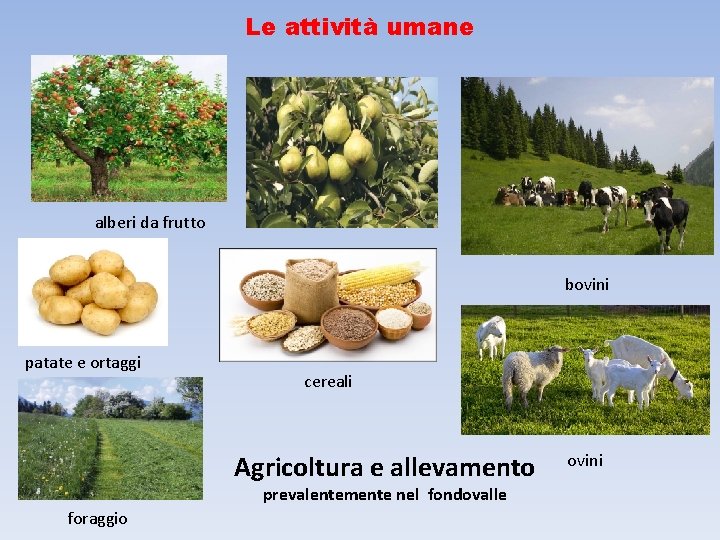 Le attività umane alberi da frutto bovini patate e ortaggi cereali Agricoltura e allevamento
