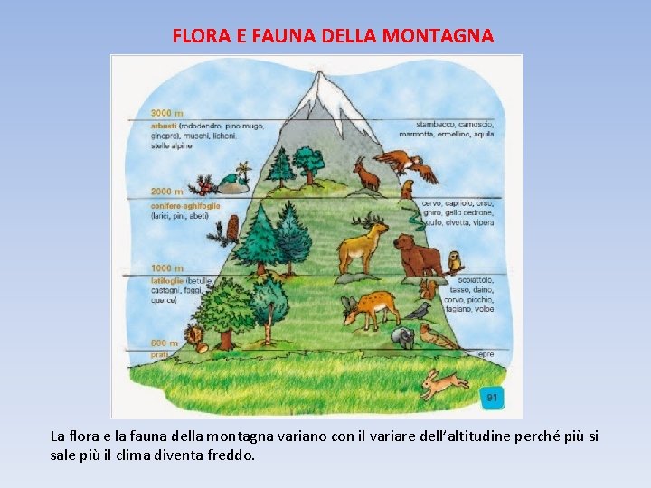 FLORA E FAUNA DELLA MONTAGNA La flora e la fauna della montagna variano con