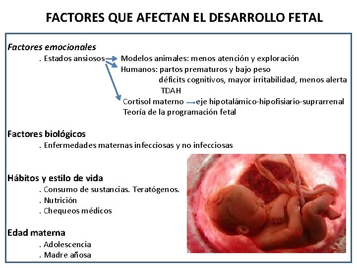 Ejes del desarrollo en la primera infancia y