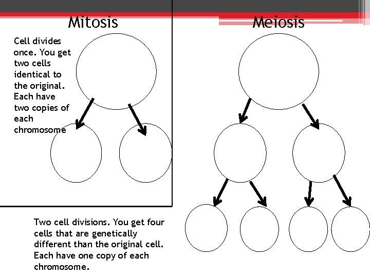 Mitosis Cell divides once. You get two cells identical to the original. Each have