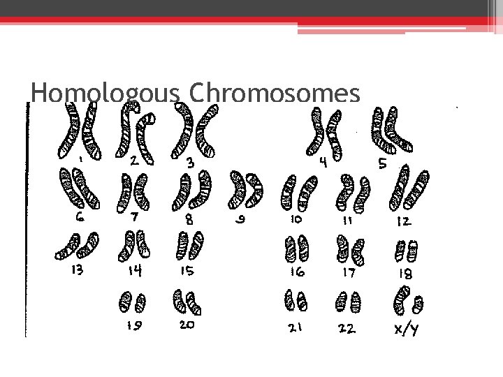 Homologous Chromosomes 