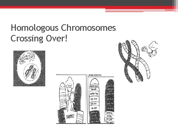 Homologous Chromosomes Crossing Over! 