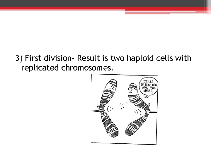 3) First division- Result is two haploid cells with replicated chromosomes. 