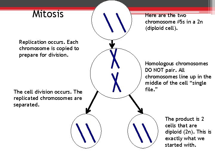 Mitosis Here are the two chromosome #5 s in a 2 n (diploid cell).