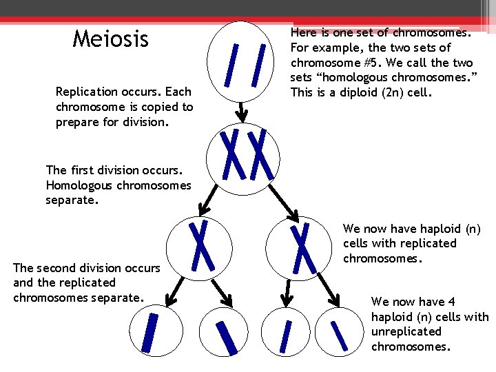 Meiosis Replication occurs. Each chromosome is copied to prepare for division. Here is one